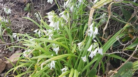 L'Ail Triquètre : Une Plante Comestible Rare .